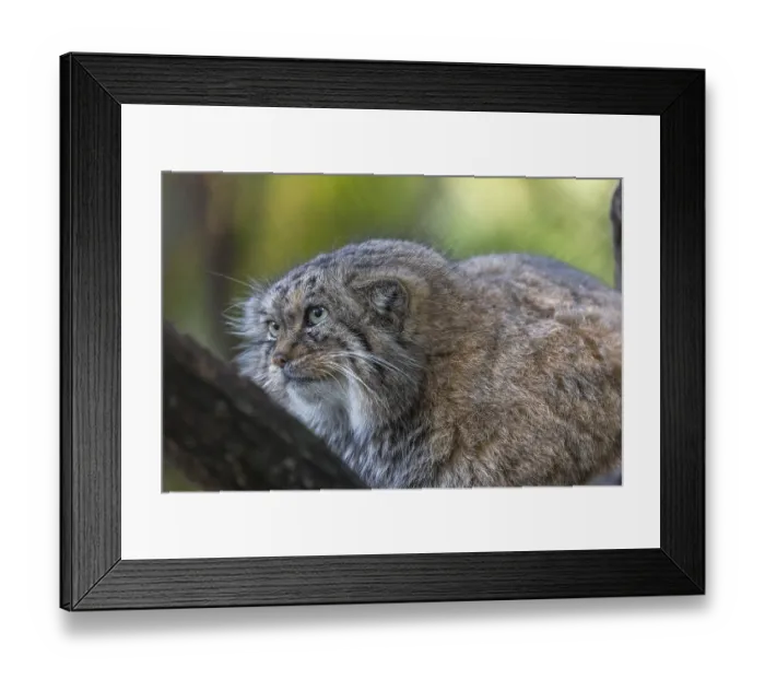 Framed Print : Portrait of a Pallas's cat (Otocolobus manul) or Manul