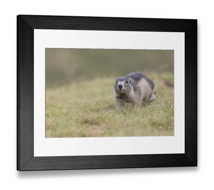 Framed Print : One young Alpine Marmot, Marmota marmota