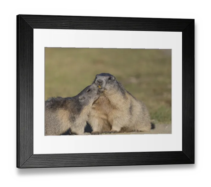 Framed Print : One adult Alpine Marmot, Marmota marmota