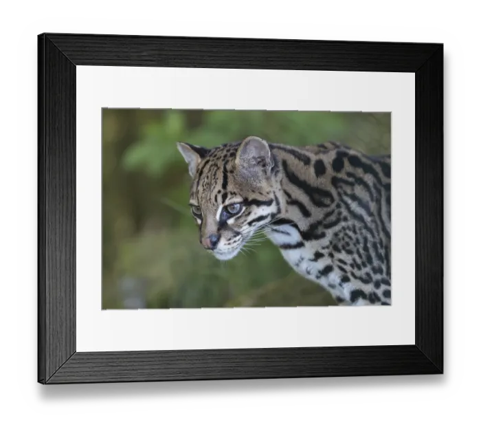 Framed Print : One Ozelot, Leopardus pardalis Framed Print : One Ozelot, Leopardus pardalis