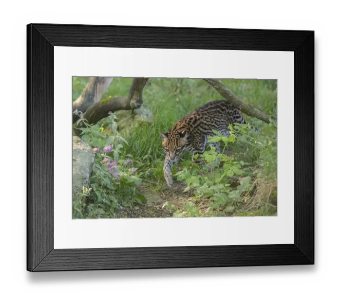 Framed Print : One Ocelot, Leopardus pardalis Framed Print : One Ocelot, Leopardus pardalis