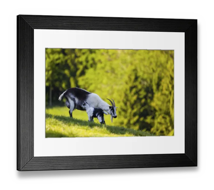 Framed Print : A female peacock goat (Capra aegagrus f)