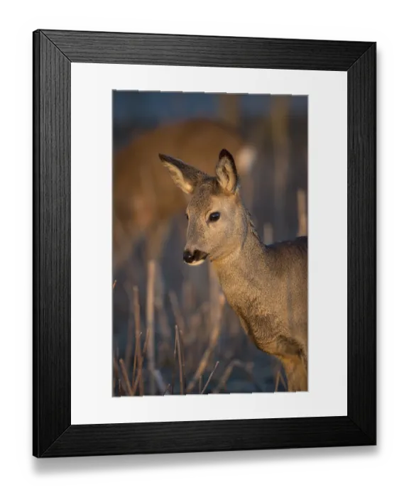 Framed Print : Portrait of a female Roe Deer, Roe deer doe (Capreolus capreolus) in first morning light