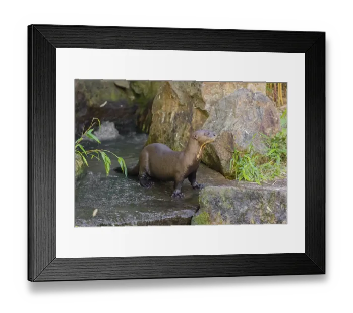 Framed Print : One giant otter or giant river otter (Pteronura brasiliensis) stands on a wet rock