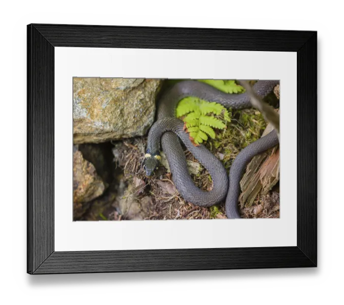 Framed Print : One grass snake (Natrix natrix), rests on rocks