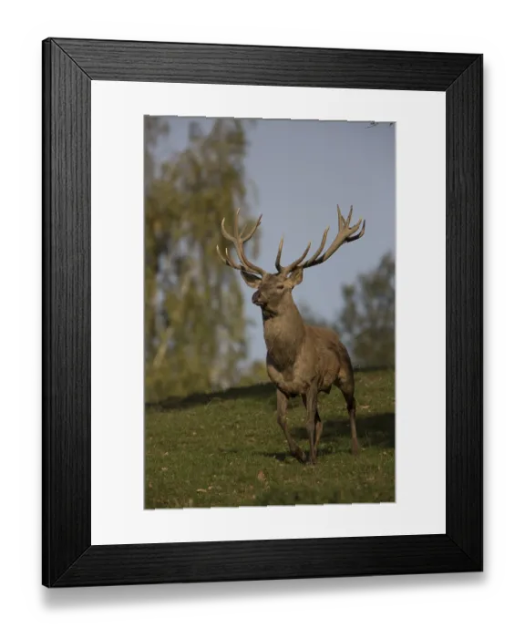 Framed Print : Red Deer stag at the rutting season