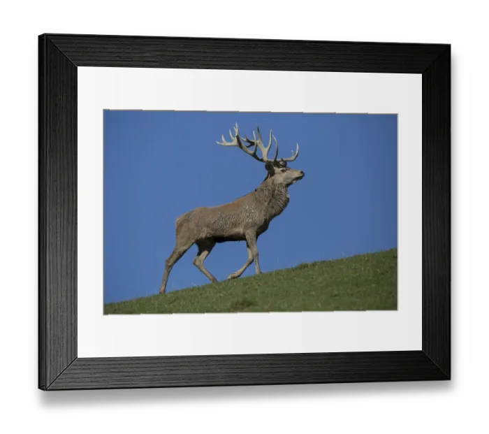 Framed Print : Red Deer stag at the rutting season Framed Print : Red Deer stag at the rutting season