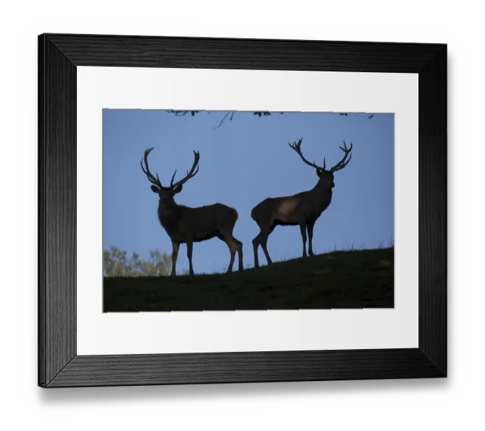 Framed Print : Red Deer stag at the rutting season