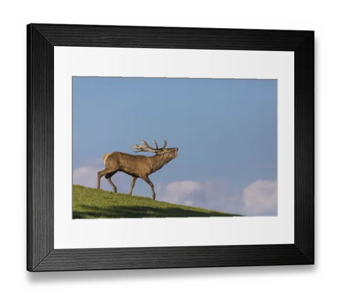 Framed Print : One Red Deer stag (Cervus elaphus) walking down a meadow on hilly ground