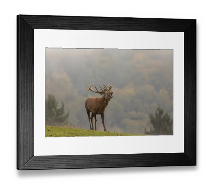 Framed Print : One Red Deer stag (Cervus elaphus) in rutting season Framed Print : One Red Deer stag (Cervus elaphus) in rutting season