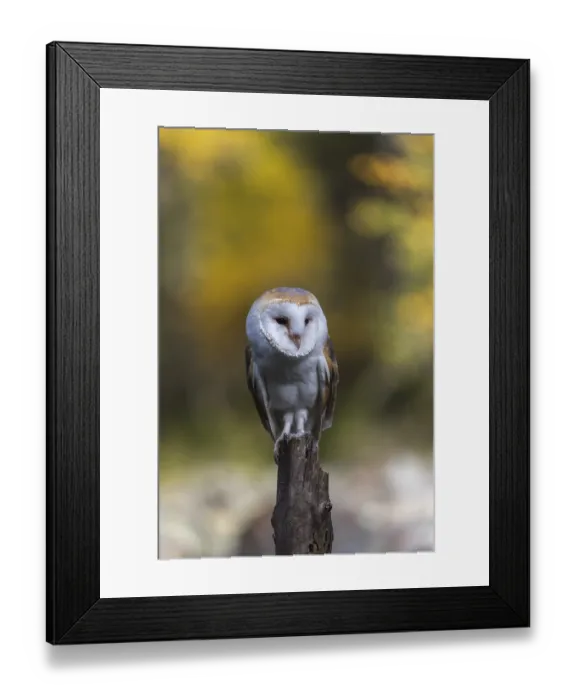 Framed Print : One barn owl (Tyto alba) sitting on top of a tree stump