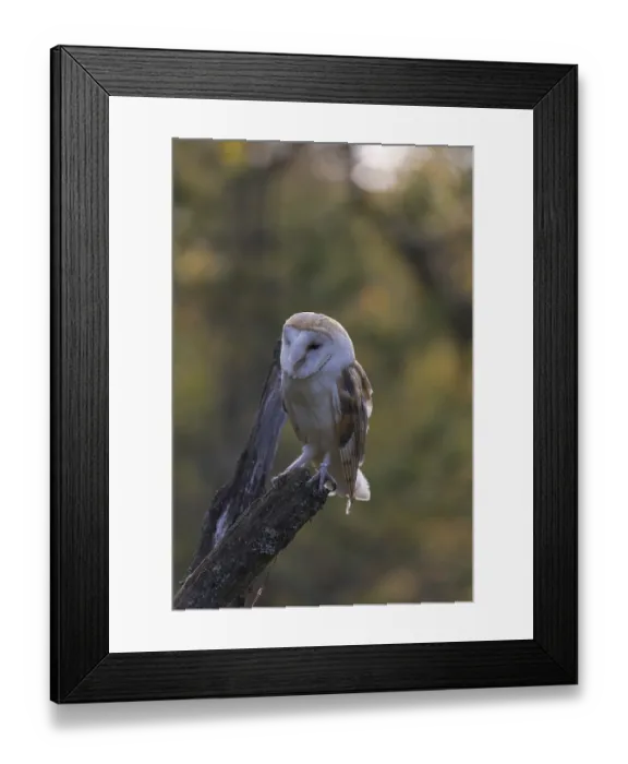 Framed Print : One barn owl (Tyto alba) sitting on top of a tree stump Framed Print : One barn owl (Tyto alba) sitting on top of a tree stump