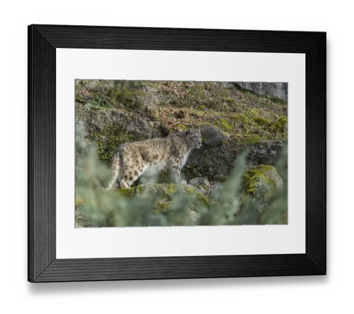 Framed Print : One adult snow leopard (Panthera uncia) standing between rocks on a hilly ground surrounded by green vegetation