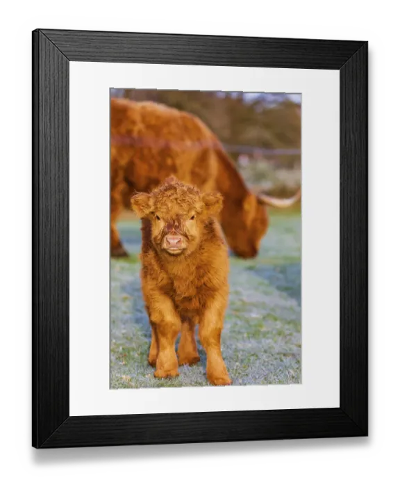 Framed Print : Portrait of a Highland calf (Bos (primigenius) taurus)