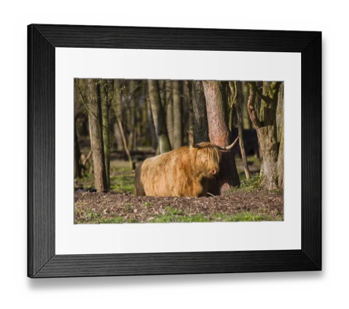 Framed Print : One Highland bull and a cow (Bos (primigenius) taurus) stand in a forest
