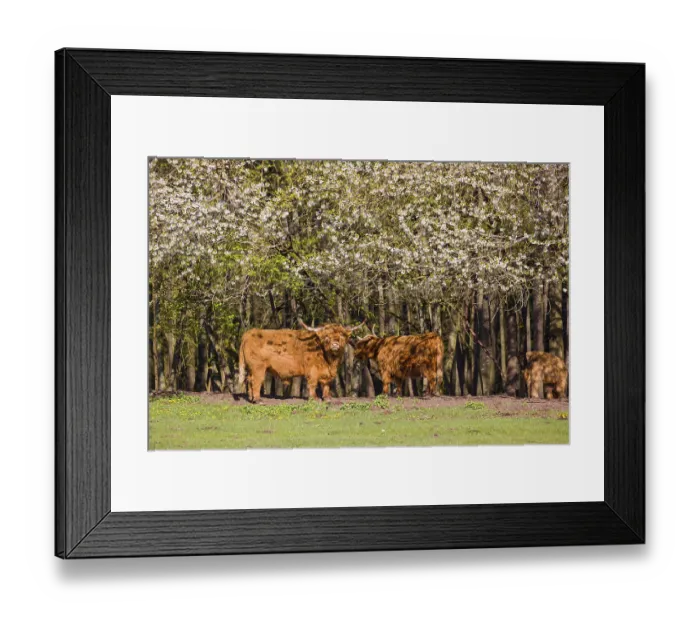 Framed Print : A family of Highlands (Bos primigenius)