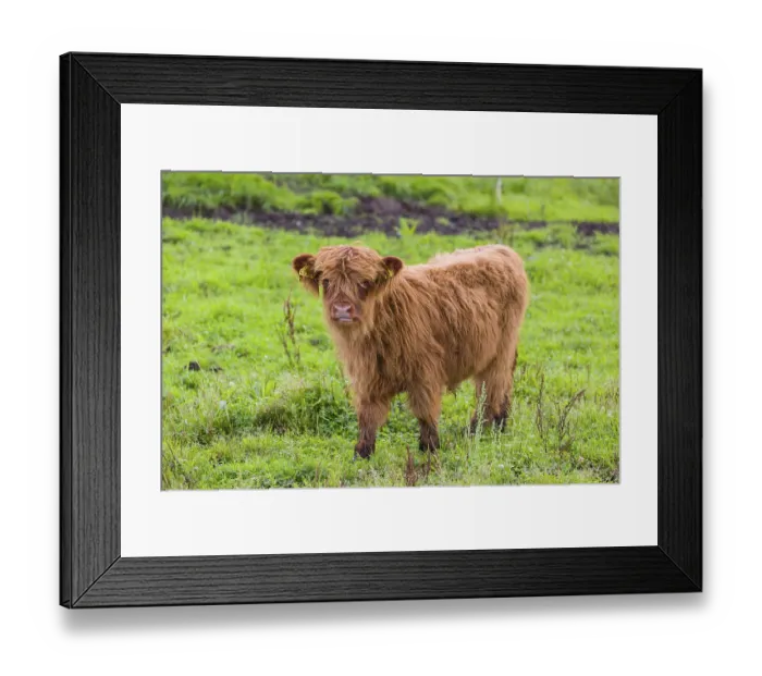 Framed Print : One Highland calf (Bos primigenius) taurus) stands on a pasture Framed Print : One Highland calf (Bos primigenius) taurus) stands on a pasture