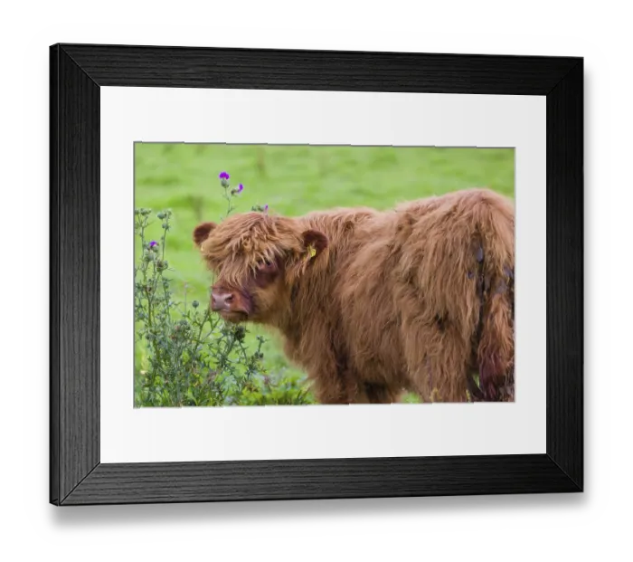 Framed Print : Portrait of a Highland calf (Bos primigenius taurus) Framed Print : Portrait of a Highland calf (Bos primigenius taurus)
