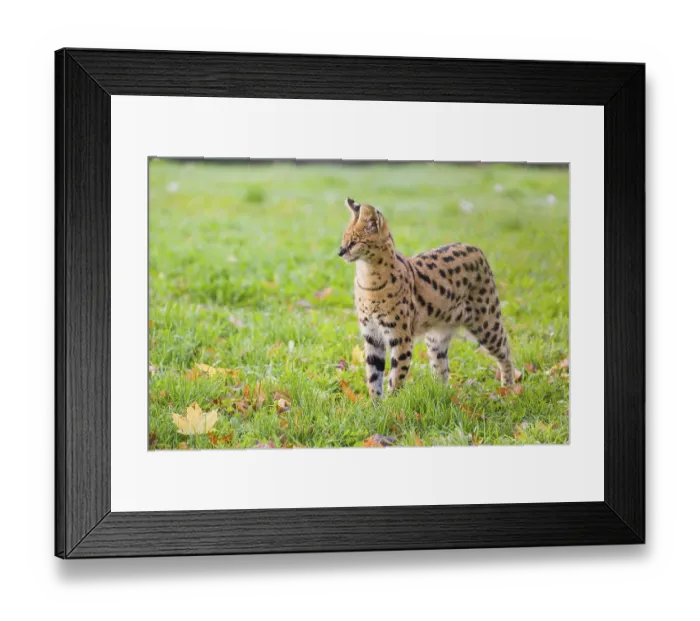 Framed Print : A male serval, Leptailurus serval