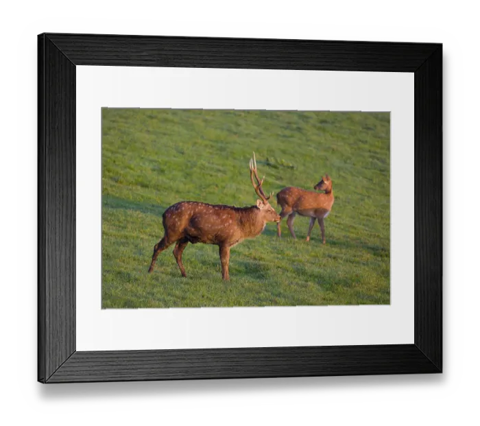 Framed Print : A Manchurian sika deer stag and a female (or Dybowski's sika deer)
