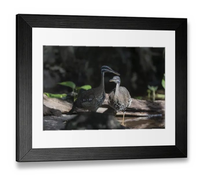 Framed Print : Two sunbittern (Eurypyga helias) standing in the water of a forest creek