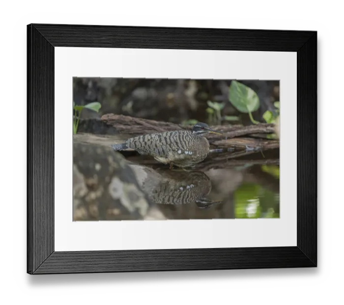 Framed Print : One sunbittern (Eurypyga helias) standing in the water of a forest creek