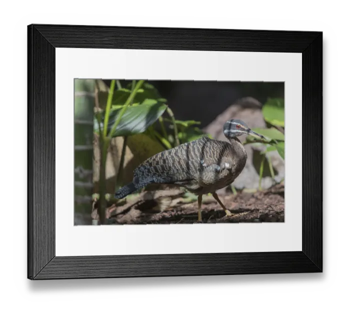 Framed Print : One sunbittern (Eurypyga helias) walking on the forest floor searching for food