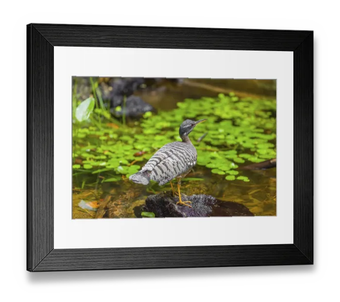 Framed Print : A sunbittern (Eurypyga helias) walks through a shallow creek in a forest searching for food