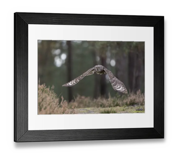 Framed Print : One spotted eagle-owl (Bubo africanus) flying thru a forest