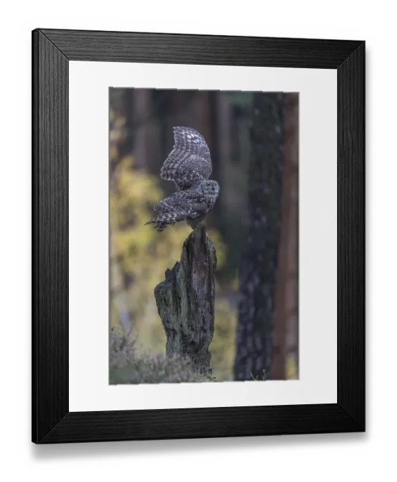 Framed Print : One spotted eagle-owl (Bubo africanus) perched on tree stump in a forest