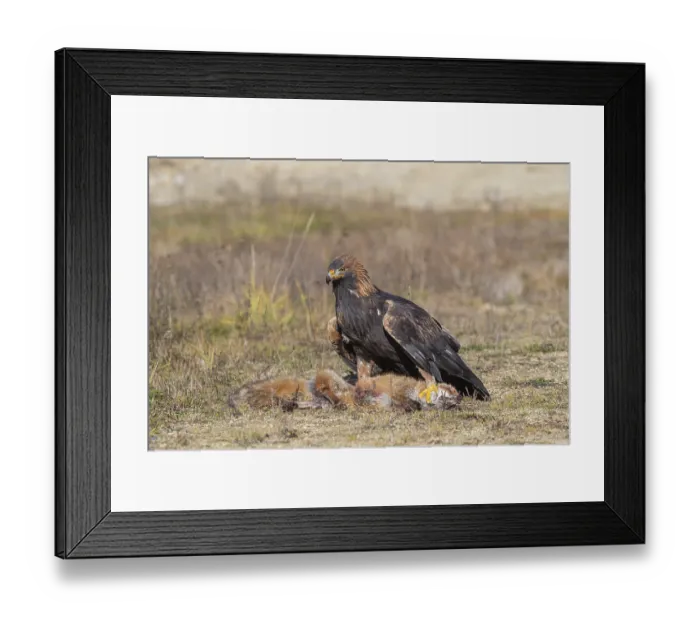 Framed Print : One golden eagle (Aquila chrysaetos) sitting in bright sunlight on a meadow