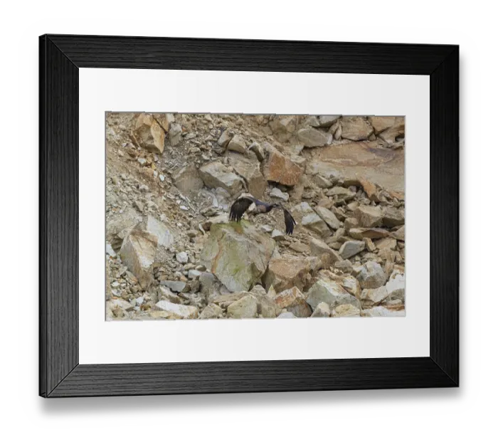 Framed Print : One golden eagle (Aquila chrysaetos) flying down a scree slope