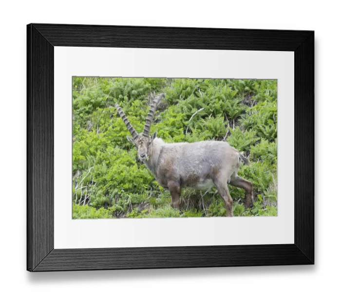 Framed Print : One adult ibex (Capra ibex) grazing on 2500 m sea level in the Hohe Tauern National Park