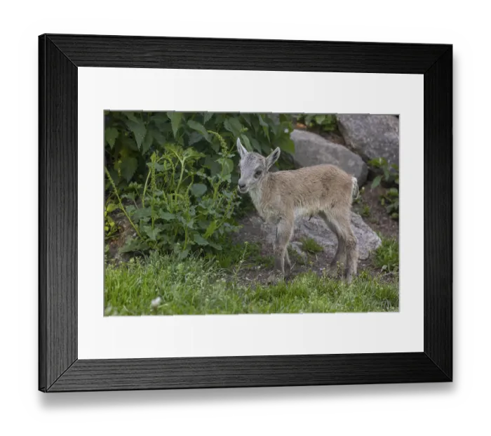 Framed Print : One baby ibex (Capra ibex) standing in green vegetation