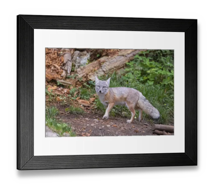 Framed Print : One corsac fox (Vulpes corsac) walking through green vegetation on hilly ground