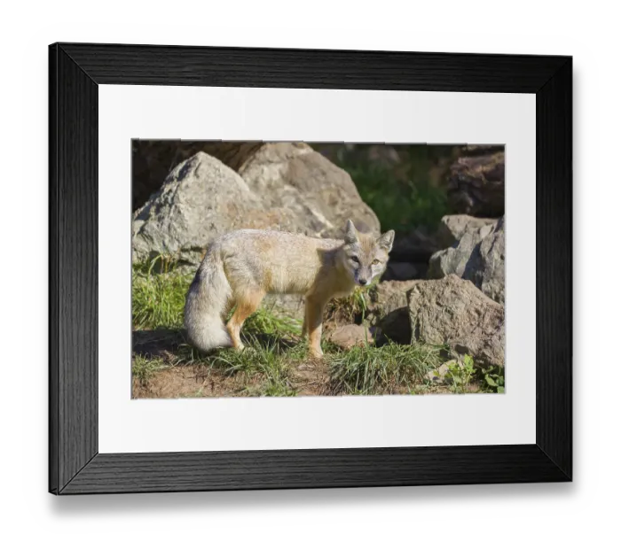Framed Print : One corsac fox (Vulpes corsac) standing in front of some rocks