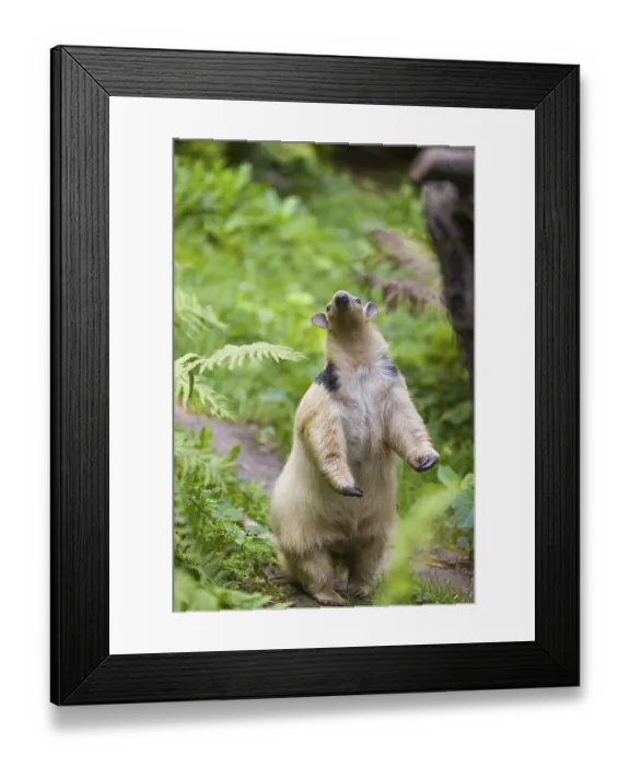 Framed Print : One southern tamandua (Tamandua tetradactyla)