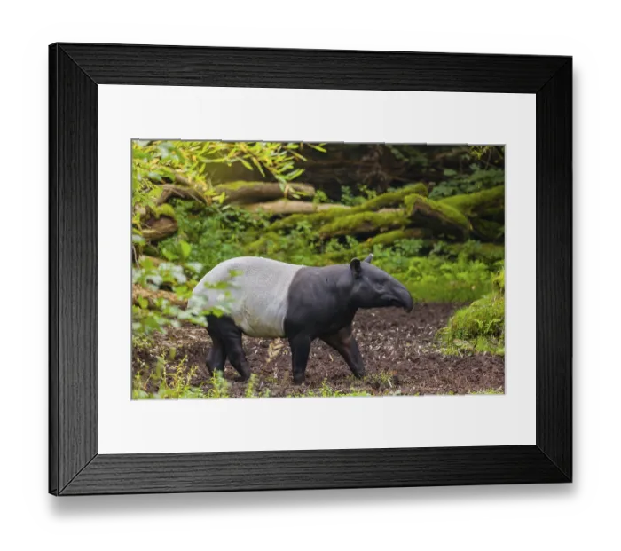 Framed Print : A Malayan tapir (Acrocodia indica) runs across a clearing Framed Print : A Malayan tapir (Acrocodia indica) runs across a clearing