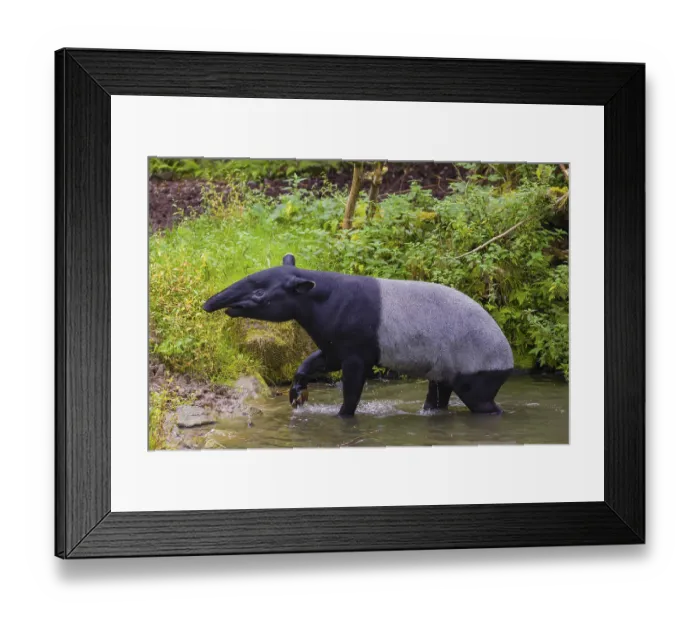 Framed Print : A Malayan tapir (Acrocodia indica) leaves the shallow water of a river and slowly goes ashore