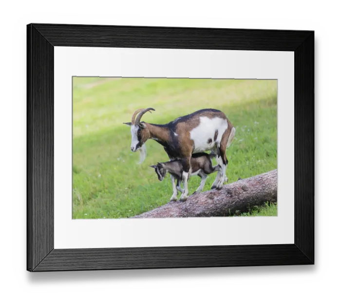Framed Print : One female Tauernschecke goat, Capra aegagrus hircus