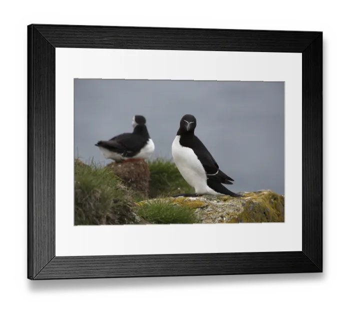 Framed Print : One Razorbill (Alca torda) standing on a coastal cliff in Latrabjarg