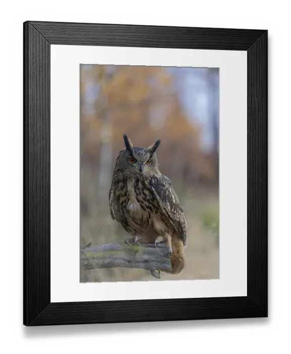 Framed Print : One Eurasian Eagle Owl, Bubo bubo Framed Print : One Eurasian Eagle Owl, Bubo bubo