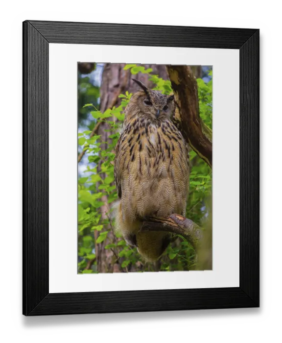 Framed Print : Portrait of an Eurasian Eagle Owl Framed Print : Portrait of an Eurasian Eagle Owl