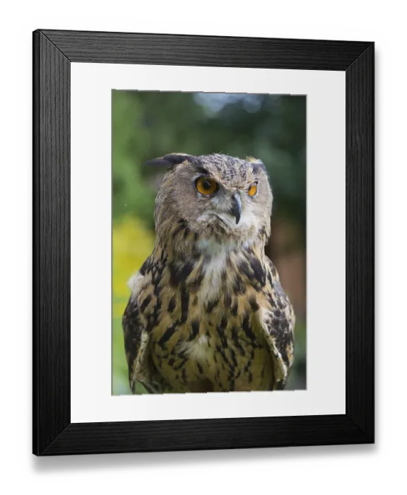 Framed Print : Portrait of an Eurasian Eagle Owl Framed Print : Portrait of an Eurasian Eagle Owl