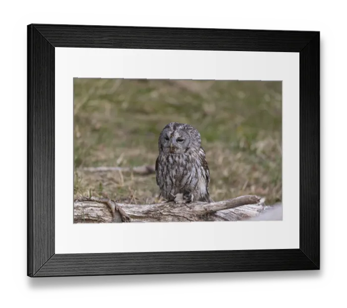 Framed Print : One tawny owl or brown owl (Strix aluco) sitting on a branch feeding on a mouse