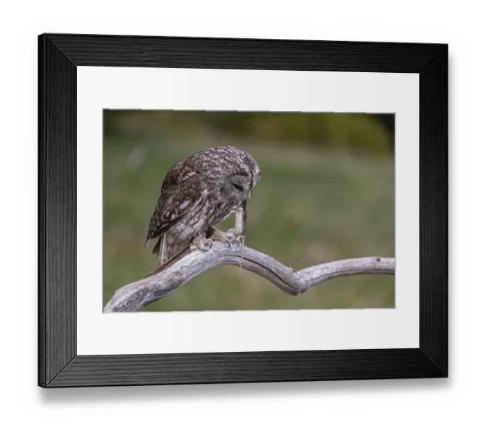 Framed Print : One tawny owl or brown owl (Strix aluco) sitting on a branch feeding on a mouse Framed Print : One tawny owl or brown owl (Strix aluco) sitting on a branch feeding on a mouse