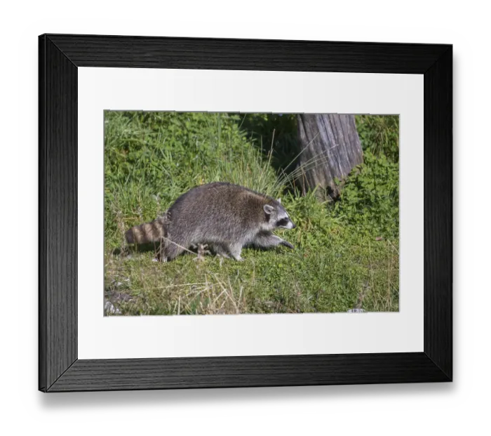 Framed Print : One Raccoon, procyon lotor, walking thru tall grass