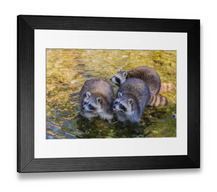 Framed Print : Three adult Raccoons Procyon lotor