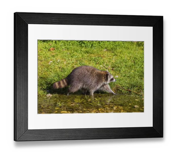 Framed Print : One adult Raccoon Procyon lotor