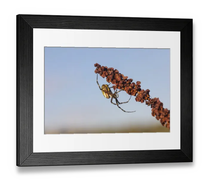 Framed Print : One Argiope bruennichi (wasp spider)sitting on a dry reddish plant